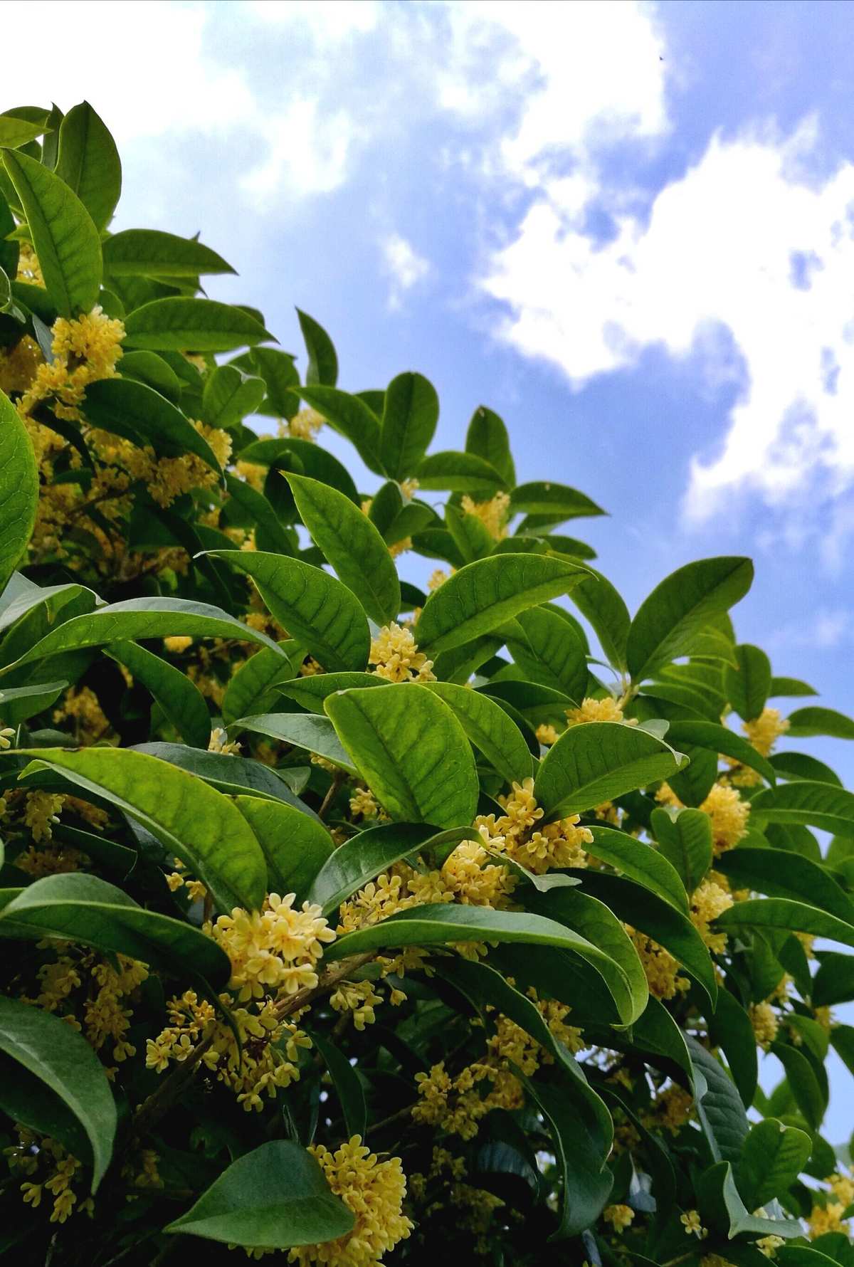 中秋節由來介紹簡短_中秋節的由來簡短介紹30字_中秋節由來簡介10字