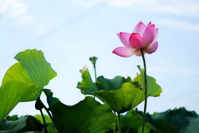 云渡古城_云渡古鎮在哪里_云附古渡口校區