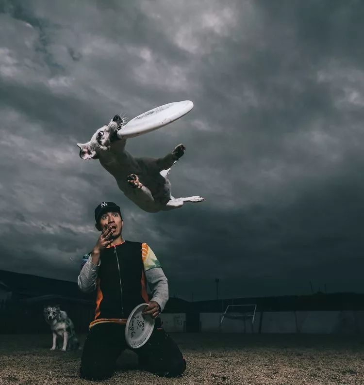 重慶銀利寵物學校學費_重慶銀利寵物美容學校_重慶寵物美容培訓學校排名