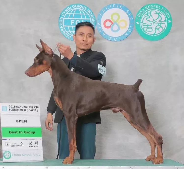 重慶寵物美容培訓學校排名_重慶銀利寵物學校學費_重慶銀利寵物美容學校