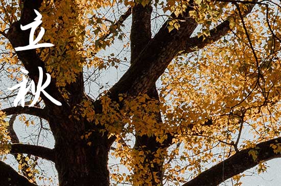 今年立秋是什么時間幾點幾分2024 立秋后還會熱死牛嗎