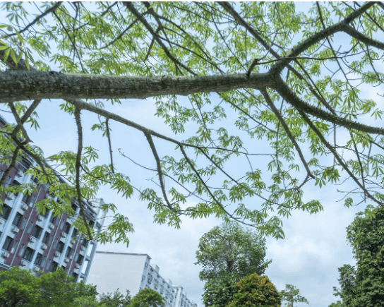 中國大學化學工程與技術學科排名_艾瑞深校友會網2024中國大學化學工程與技術學科排名_化學工程專業排名